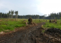  - Rozsáhlé holoseče nedaleko Rejvízu, cca 800 m.n.m.,3.zóna CHKO Jeseníky