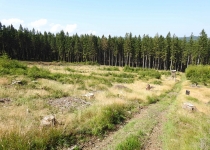  - 20: Zatímco v cca 300 metrů vzdálená rezervaci je výskyt kůrovce malý (viz foto 13 - 14), lesy Předního Jestřábí jsou prožrané kůrovcem a rozpadají se