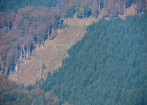  - Detail velkého náseku s kompletním odlesněním listnatého porostu. Na místě zůstal jen jeden mohykán- výstavek.