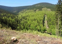  - Těžba č.11: plošná těžba z dubna 2018 odkrývá pohled na vzácný komplex horských bučin na protějším svahu Keprníka (Žalostné)...
