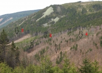  - Úbočí Klínové hory: ač jde o lesy zvláštního určení a chráněné EU, jsou zde rozsáhlé úmyslné těžby