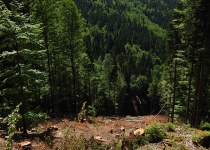  - Těžba č. 5: úmyslná těžba provedená v chráněných bučinách v červnu 2017 na velice strmých svazích masivu Červené hory v údolí Hučivé Desné.