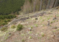  - Těžba č. 7: rozsáhlá úmyslná těžba  se vznikem holiny na velice prudkém svahu Šindelné hory. Nebyly ponechány žádné dospělé stromy na dožití.