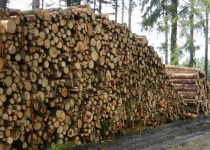  - Obrovské hromady dřeva u Rejvízu.