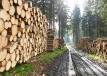  - Obrovské hromady dřeva u Rejvízu.