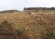  - ...který je bezprostředně vedle NPR Rejvíz. Reálně hrozí, že do roka bude oblast Rejvízu bez lesů.