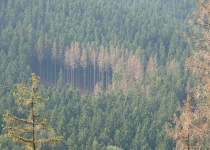  - 55:Na ničení nesmyslné ničení rezervace je kapacit dostatek, na včasnou asanaci kůrovce v hospodářských lesích asi ne