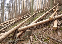  - 59:Proměna další části rezervace ve skládku inertní kulatiny, pokáceny byly během 6 týdnů tisíce stromů