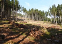  - 7:Nová holina v hospodářském lese na východním svahu Suchého vrchu, pod rezervací