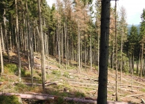  - 13: novou velkou holinou, kde se nyní masivně těží v hospodářském lese...