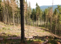  - 14: až na hranici rezervace a na pokácené kmeny stromů se zde používají jedy.