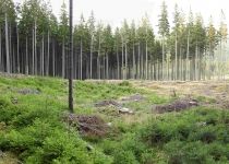  - 16: a pod rezervací v hospodářském lese jsou další velké holiny