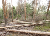  - 19: Zákon o ochraně přírody tuto praxi v rezervaci zakazuje, ale Správa CHKO Jeseníky k destrukci vydala výjimku...