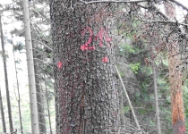  - 29: označení stromu odkorněného na stojato