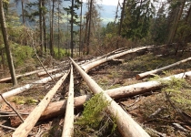  - 30:Ničení rezervace probíhá v přirozených horských lesích se stářím 180 až 200 let!