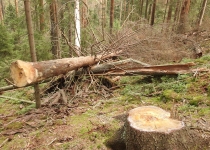  - 45:Ničení rezervace probíhá v přirozených horských lesích se stářím 180 až 200 let!