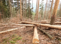  - 48: Proměna další části rezervace ve skládku inertní kulatiny, pokáceny byly během 6 týdnů tisíce stromů