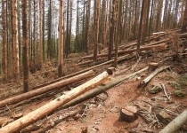  - 50: Proměna další části rezervace ve skládku inertní kulatiny, pokáceny byly během 6 týdnů tisíce stromů