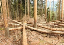  - 51:Ničení rezervace probíhá v přirozených horských lesích se stářím 180 až 200 let!