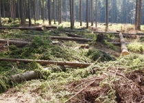  - 23: ne v rezervaci, ale v hospodářských lesích okolo ní je masivně rozšířen kůrovec a situace se vymyká kontrole