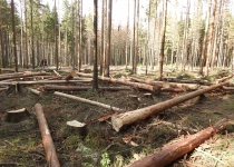  - 27: (na mapě bod 9)- zatím největší kácení v rezervaci, přímo na hranici.Zdejší ohnisko kůrovce zřejmě souvisí s masivním výskytem kůrovce v blízkých hospod. lesích– viz bod 10 a dále na mapě.