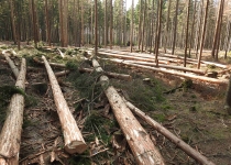  - 28: zatím největší kácení v rezervaci, přímo na hranici.Zdejší ohnisko kůrovce zřejmě souvisí s masivním výskytem kůrovce v blízkých hospod. lesích– viz bod 10 a dále na mapě.