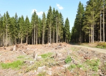  - 31: (bod 10 na mapě) - a hospodářské lesy na západní hranici NPR Rejvíz jsou od r. 2018 masivně napadeny kůrovcem a provádí se zde plošné odlesňování.