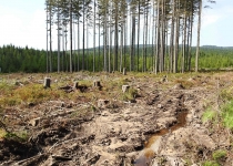  - 40: ...včetně místního evropsky chráněného biotopu L9.2B – podmáčené smrčiny.